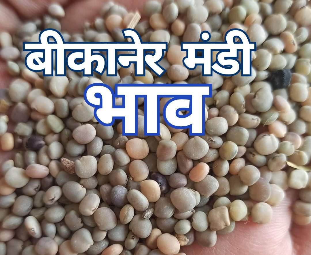 बीकानेर मंडी भाव